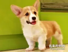 怎么挑选柯基幼犬 这些品相问题一定要注意