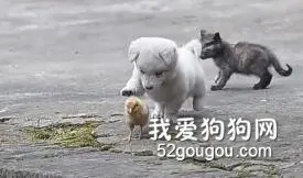 狗狗的幸福很简单！看着看着就被治愈啦！