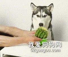 原来二哈一直以来是装傻？