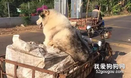 二哈随主人一起捡破烂，看到它这身材后，网友心疼起了主人...