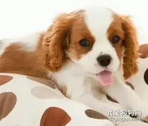 狗狗常见皮肤病症状与治疗