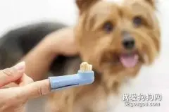 狗狗刷牙怎么刷 这几步轻松学会