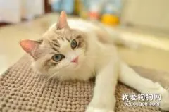 小猫刚接回家要注意什么 小猫喂养护理全攻略