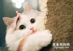 猫咪为什么会流产 猫咪流产的原因有哪些