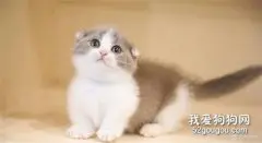 猫咪脂肪肝的症状和治疗