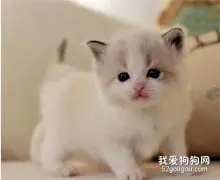 猫咪身上有跳蚤怎么办？