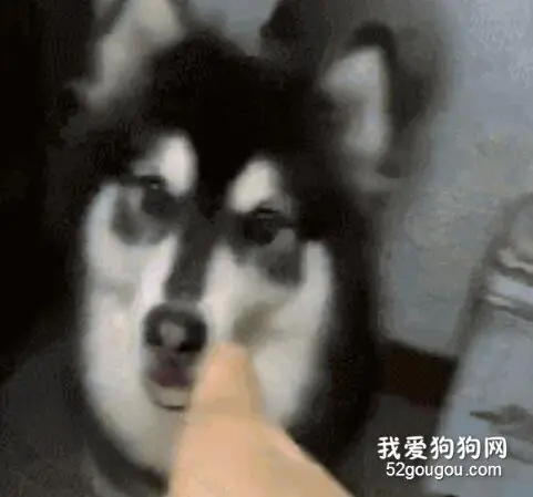 主人准备好吃食想要开吃，阿拉斯加怒了：给我吃屎去！
