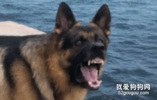 德牧的松塔掉进水里，本以为它会帅气跳水，这货居然...