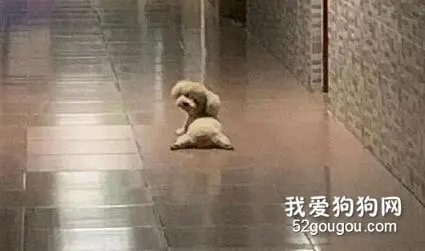 走廊里看到这一幕，还以为谁的玩偶掉了，直到它抬头...