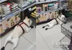 这狗为得到漂亮姐姐的抚摸，竟每天跑超市好几次