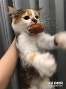 主人表示家里的猫不是在偷吃，就在偷吃的路上，太好笑了！