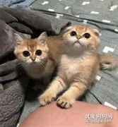 每当推主要睡觉时，两只猫就这样星星眼的看着，让人都不想闭眼了！