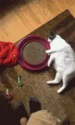 主人觉得猫太胖，于是给她买个玩具想让她减肥，结果...