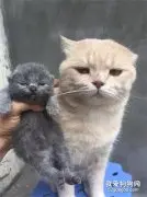 猫爸第一次见孩子，却怎么也开心不起来...原因是...