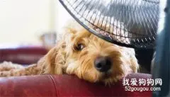 夏季毛孩容易引发的疾病