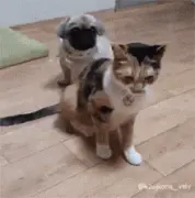 主人朝猫开了一枪，猫倒下去了，后面的狗子懵了....