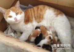 母猫生产后注意事项