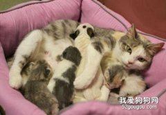 母猫产后护理攻略