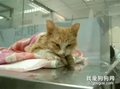 猫难产原因有哪些？