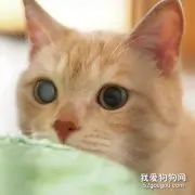 猫白内障能治好吗?