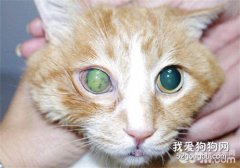 猫咪青光眼的症状和治疗