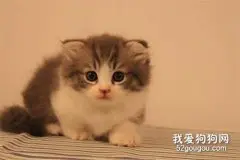 夏天养猫要开空调吗?