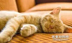 猫喜欢在床上睡觉怎么办 如何让猫养成良好习惯