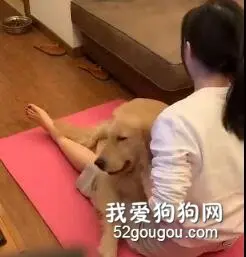 狗子，就是减肥路上的绊脚石！