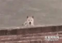 网友跟一只狗子对视，可没过一会，它居然叫来4个同伴，被吓到了！
