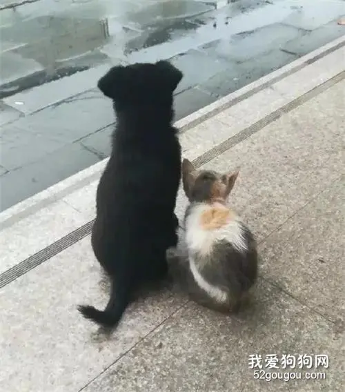 校园犬和校园猫在一起后，网友们集体变成了柠檬精！