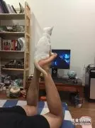 网友工作很忙，但又要陪猫玩，于是想了这么个办法！