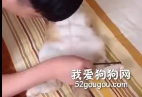 趁猫猫睡觉时给它画上腹肌……