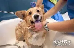 狗狗怀孕能洗澡吗 洗澡会造成流产吗