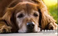 狗狗老年痴呆症状和预防手段