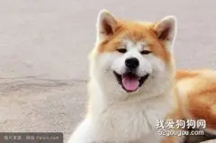 五种颜值高的狗 你家的狗狗榜上有名吗