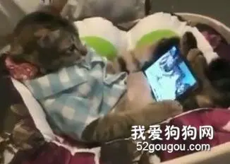 整天就知道玩手机，你这个网瘾猫！