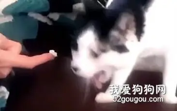 当猫遇上了榴莲……隔着屏幕感受到了嫌弃！