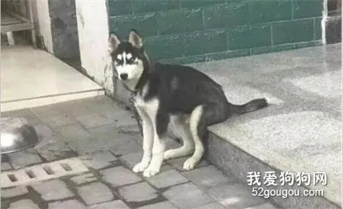 狗子坐姿大赛：哈士奇果然是长在笑点上的品种