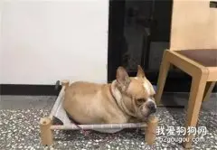 新床不到三天就被压坏，法斗扭头装傻：质量不好怪我？