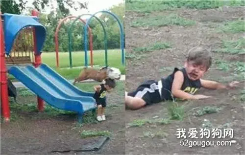 狗狗玩滑梯追尾飞出，小主人直接摔了个狗吃屎…