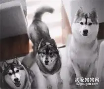 二哈偷吃萨摩耶，本以为会生出神仙狗子，然而这长相...