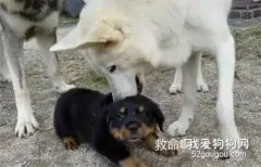 二哈“夫妻”常欺负小黑，结果一年后，它们俩就悲剧了
