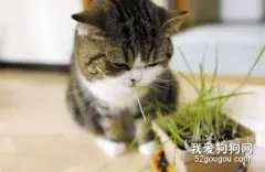 猫咪喜欢的猫薄荷是什么薄荷