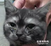 猫鼻支的预防和注意事项