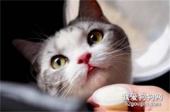 猫咪乳腺肿瘤怎么办？