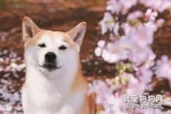 柴犬怎么看纯不纯 纯种柴犬辨认技巧