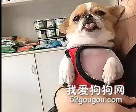 平时再嚣张的狗子，到了医院是不是都得认怂？