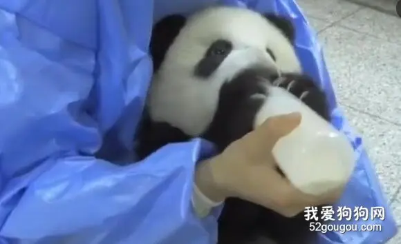熊猫宝宝太会撒娇了。。这谁能受得了呢！