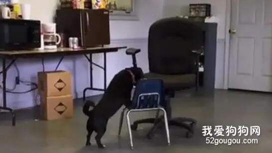 腿短点没关系，出来混有脑子就行....