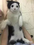 网友买了面膜送了些小样，于是给猫试了下...哈哈哈，让我笑会先...